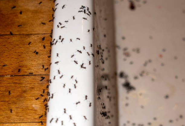 Wasp Removal Services in Millsboro, DE